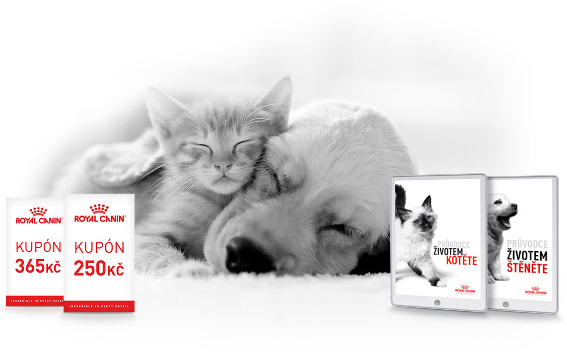 Obrázek kotěte Royal Canin