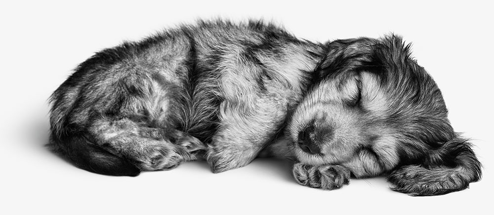 Obrázek stěněte Royal Canin