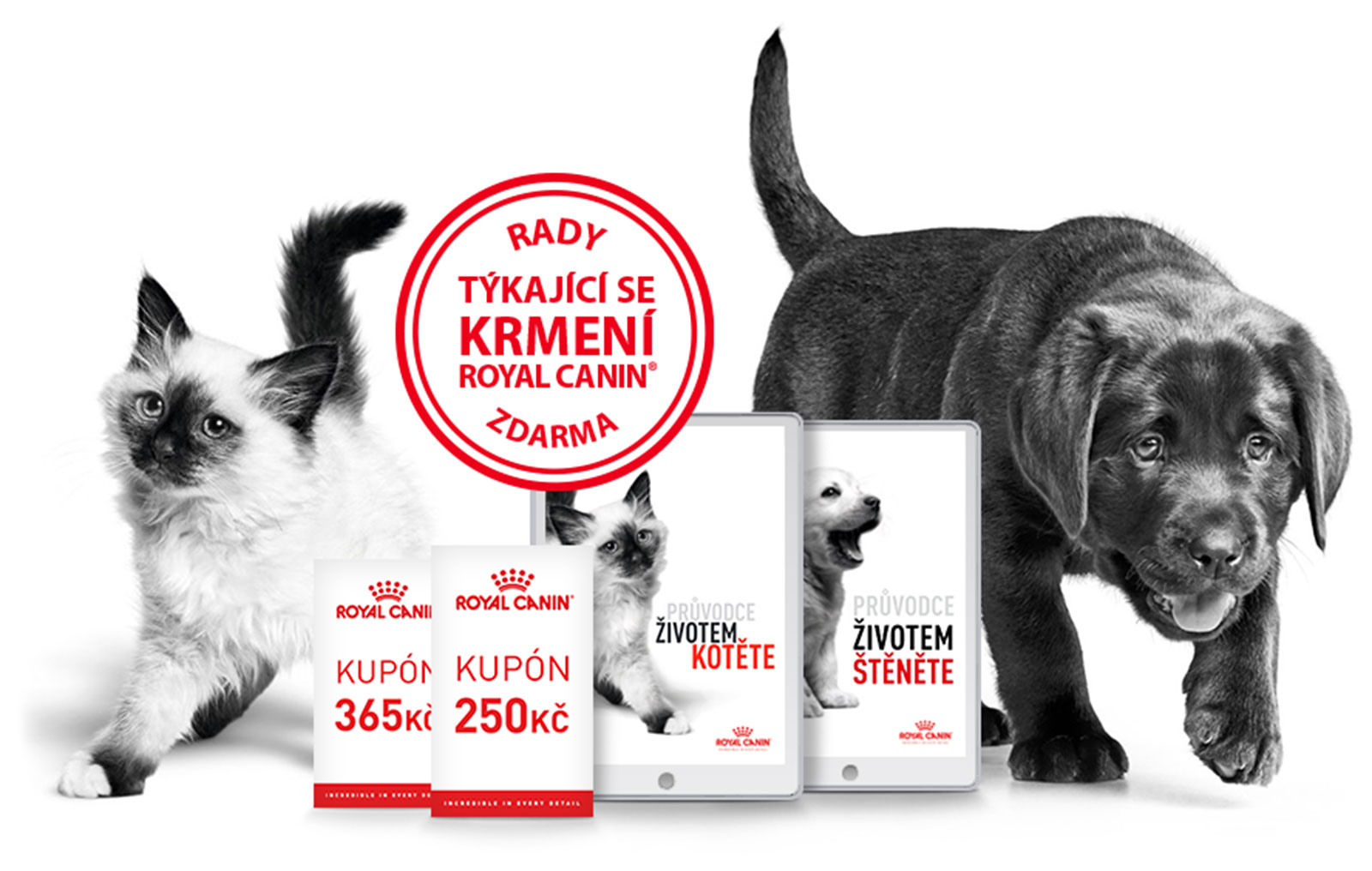 Obrázek kotěte Royal Canin